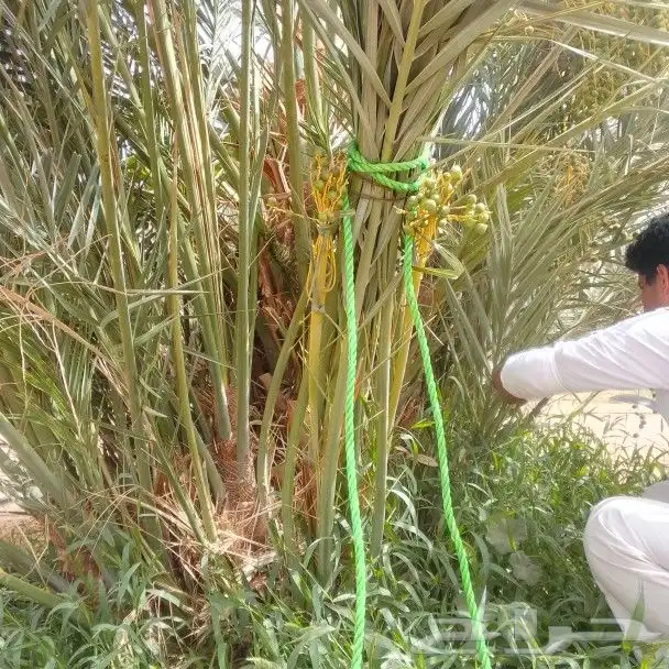 لتوريد النخيل جميع انواعه المقاسات أنحاء المملكة 6
