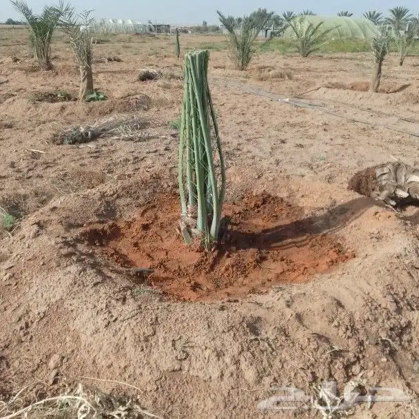 لتوريد النخيل جميع انواعه المقاسات أنحاء المملكة 5