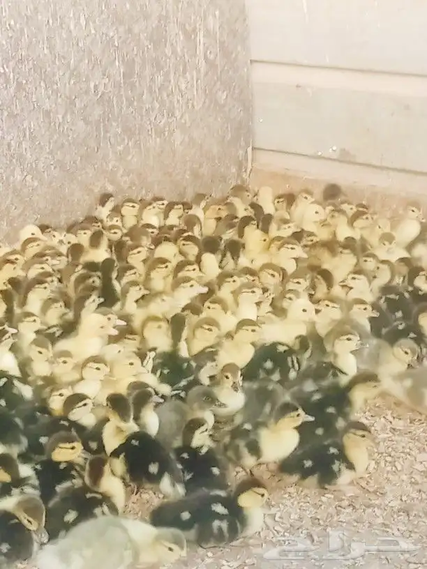 صوص بط بلدى الجموم عسفان 0