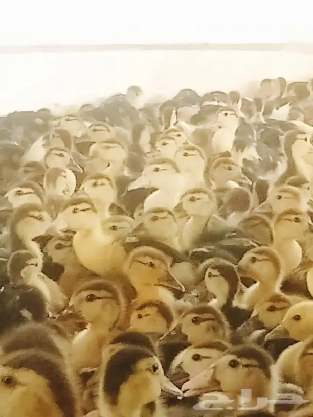 صوص بط بلدى الجموم عسفان 7