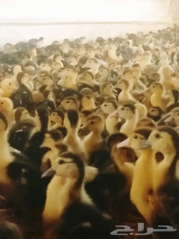 صوص بط بلدى الجموم عسفان 1