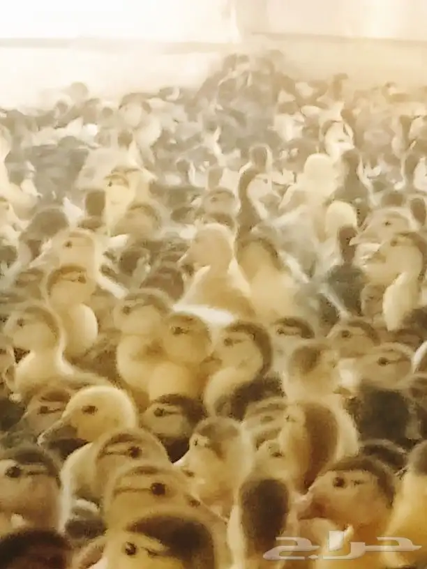 صوص بط بلدى الجموم عسفان 2