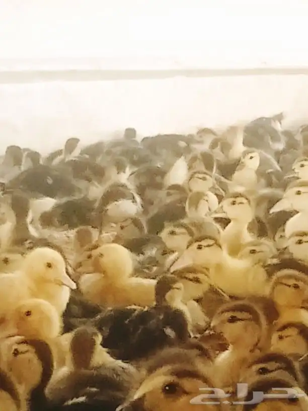 صوص بط بلدى الجموم عسفان 6