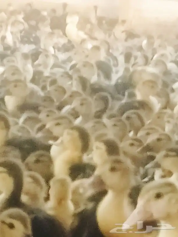 صوص بط بلدى الجموم عسفان 5