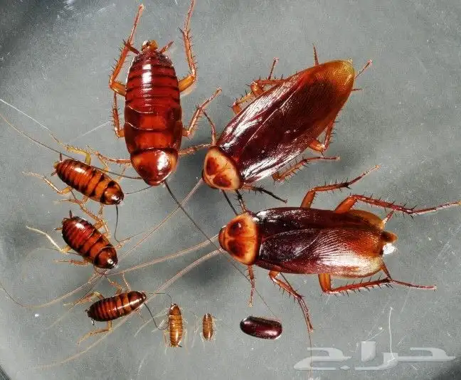 شركة تنظيف مكيفات شقق فلل مجالس سجاد 2