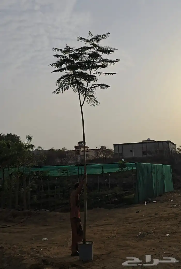 بنسيانا احمر ارتفاعات 1