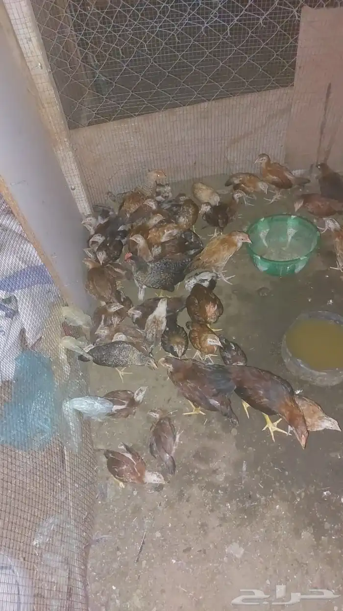 دجاج بلدي بالقنفذه. من عمى شهر ل شهرين 0