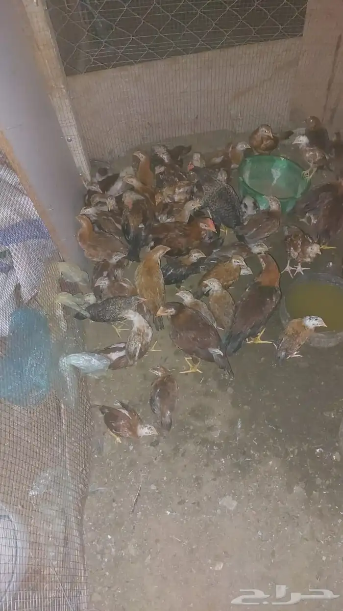 دجاج بلدي بالقنفذه. من عمى شهر ل شهرين 1