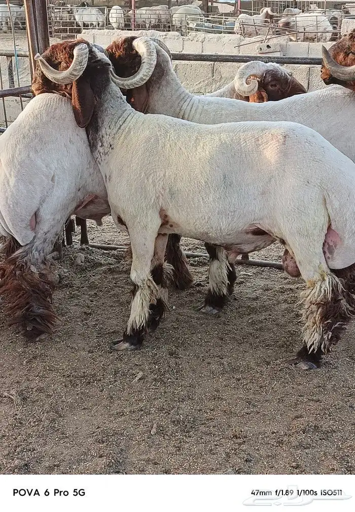 ثنيان و جذعان صنف مراح واحد 2