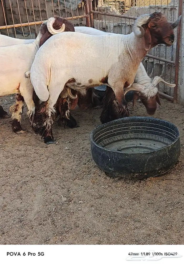 ثنيان و جذعان صنف مراح واحد 8