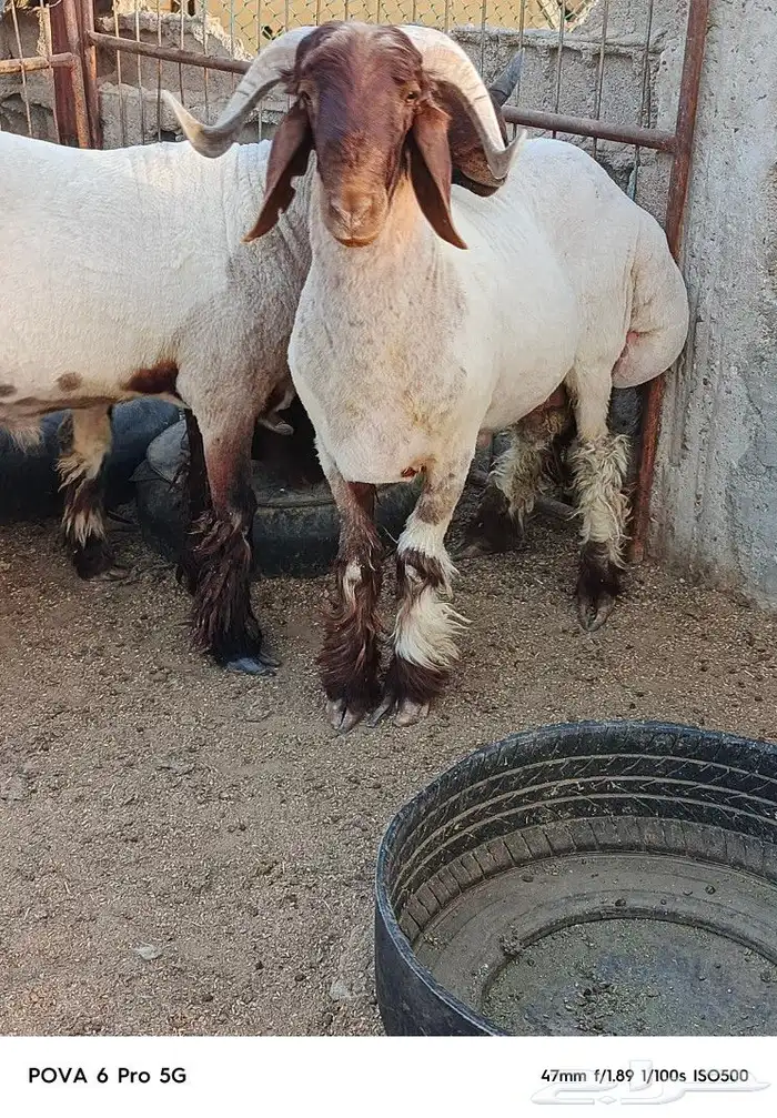ثنيان و جذعان صنف مراح واحد 6