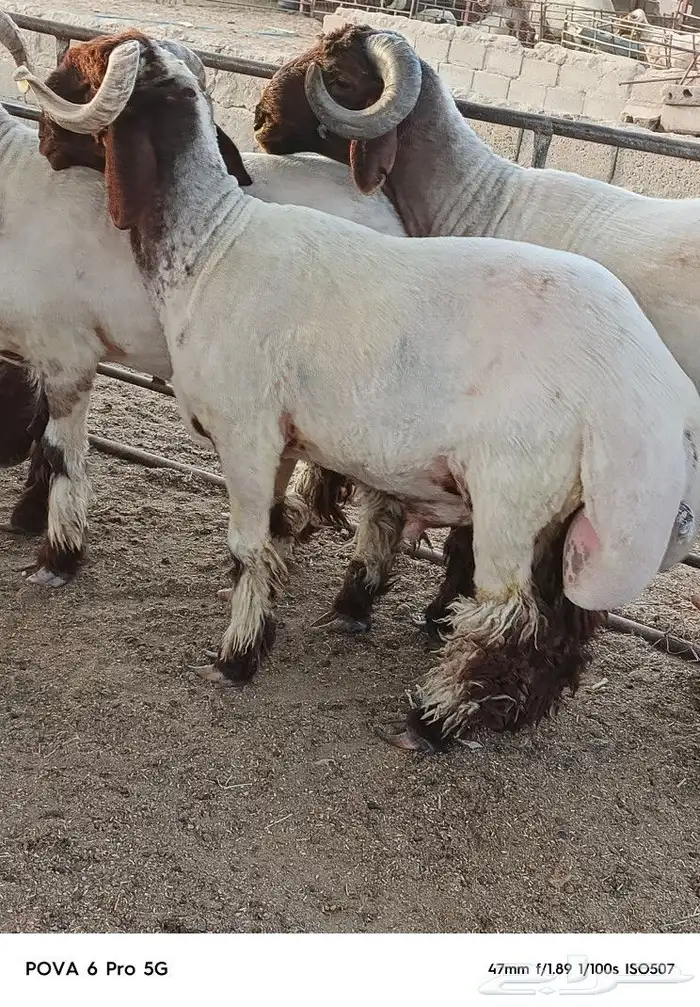 ثنيان و جذعان صنف مراح واحد 4