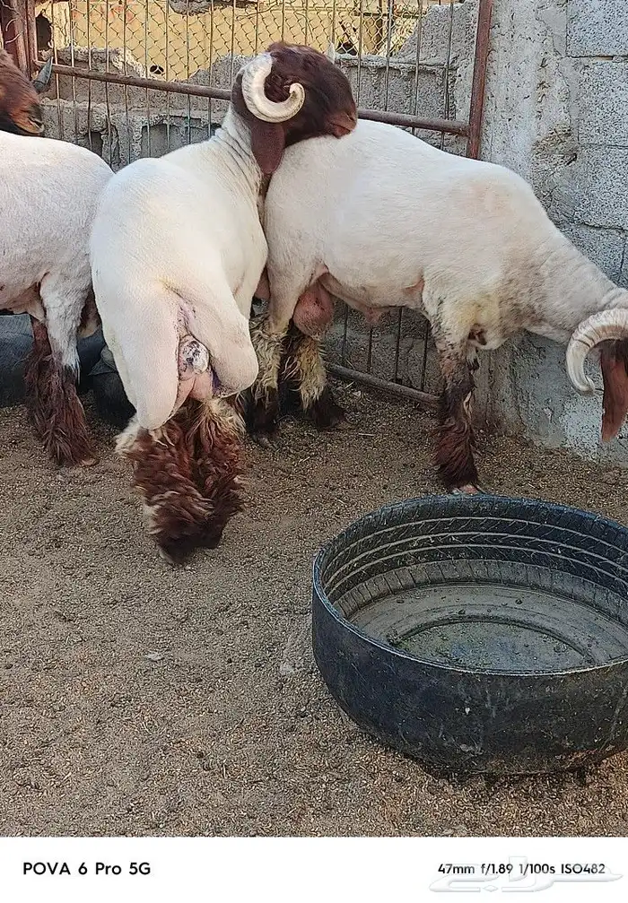ثنيان و جذعان صنف مراح واحد 5