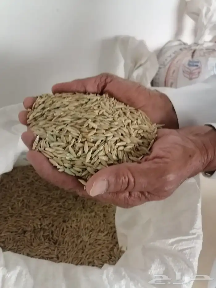 حب شعير جديد ( التلبينه النبويه) 2