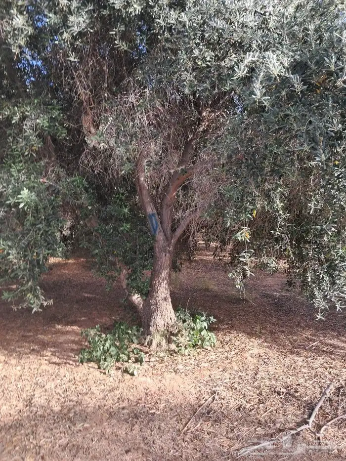 اشجار للبيع مع الجث والنقل 1