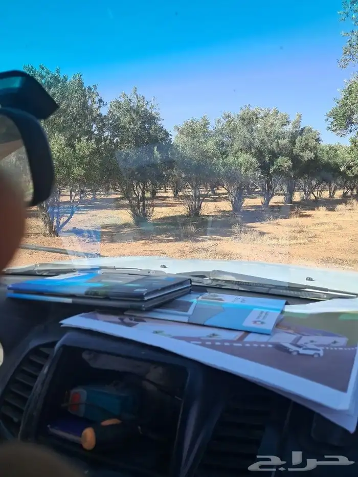 اشجار للبيع مع الجث والنقل 5