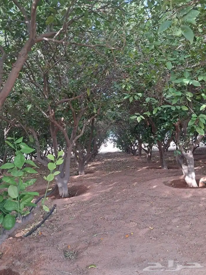 اشجار للبيع مع الجث والنقل 7