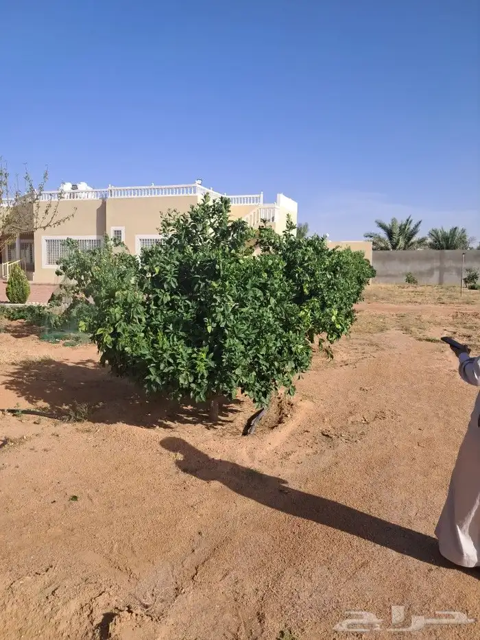 اشجار للبيع مع الجث والنقل 3