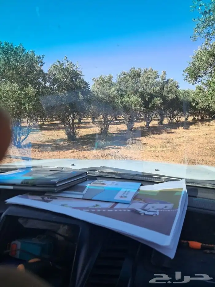 اشجار للبيع مع الجث والنقل 4