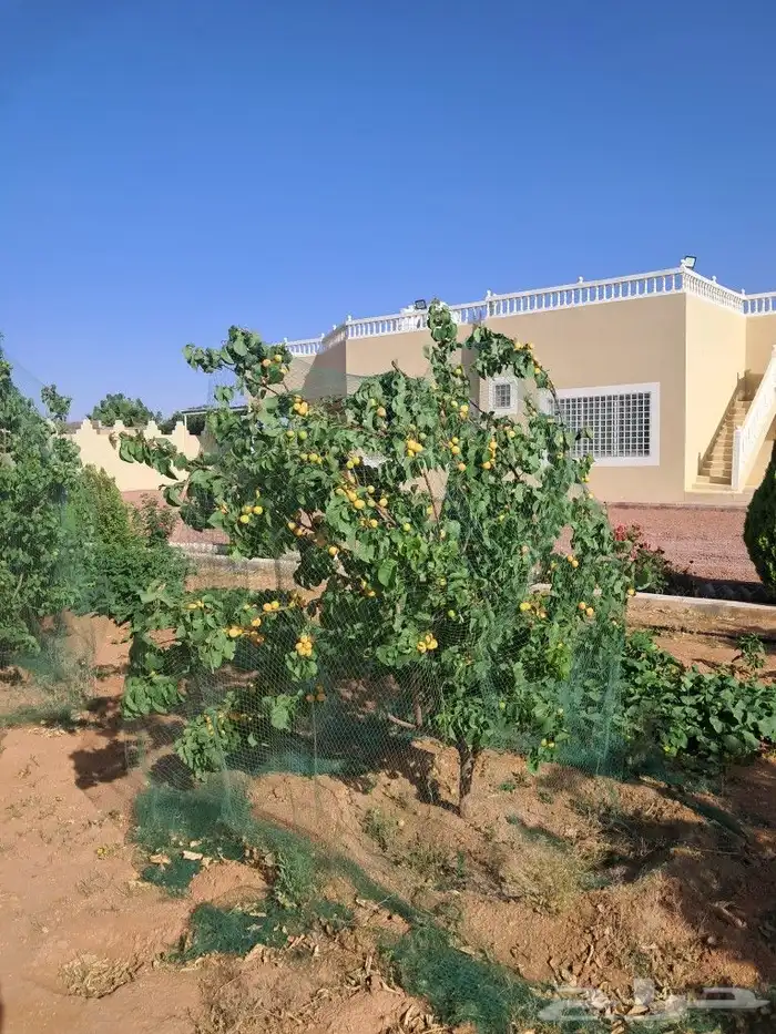 اشجار للبيع مع الجث والنقل 6