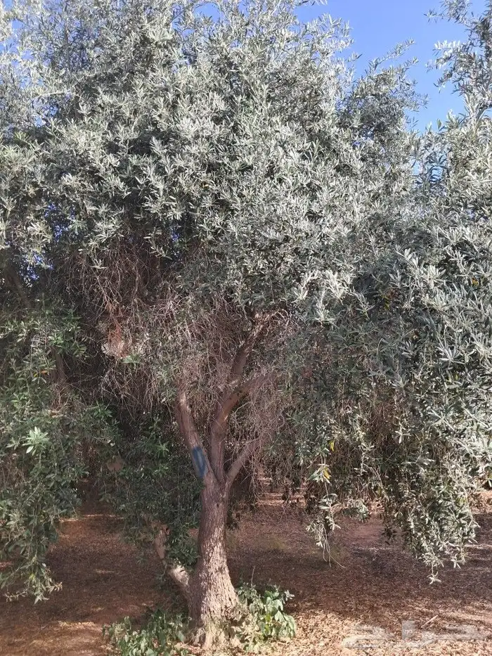 اشجار للبيع مع الجث والنقل 2