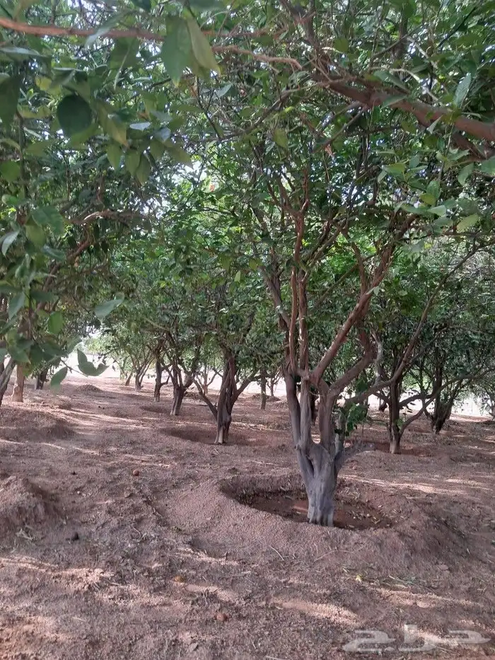 اشجار للبيع مع الجث والنقل 0