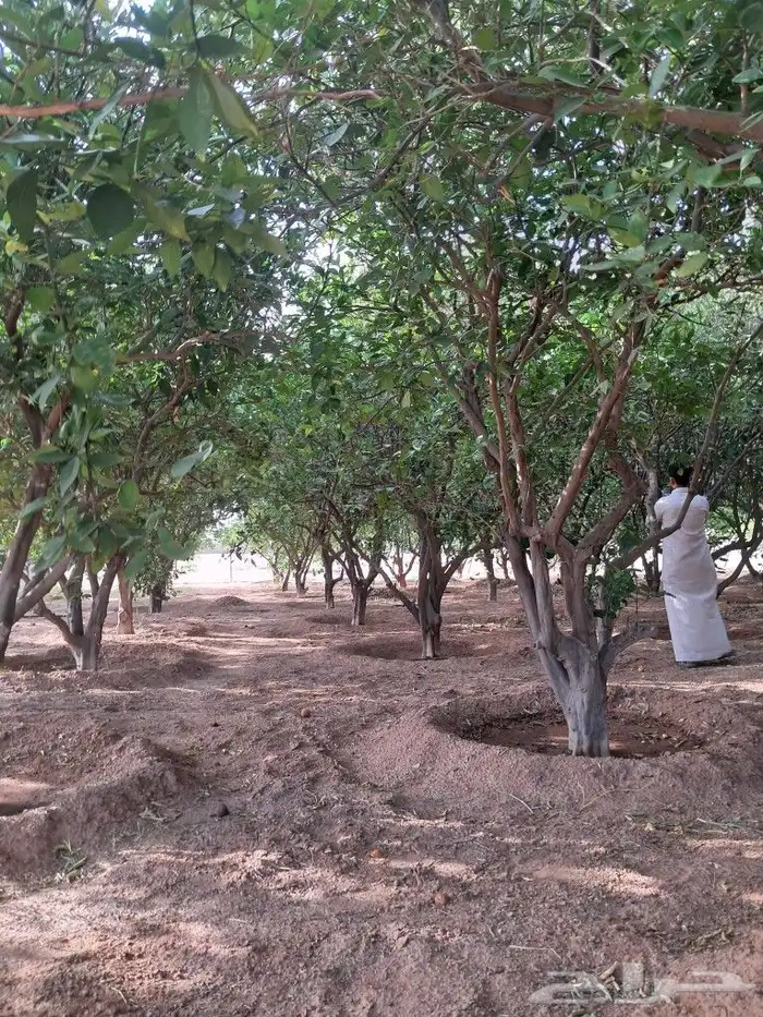 اشجار للبيع مع الجث والنقل 8