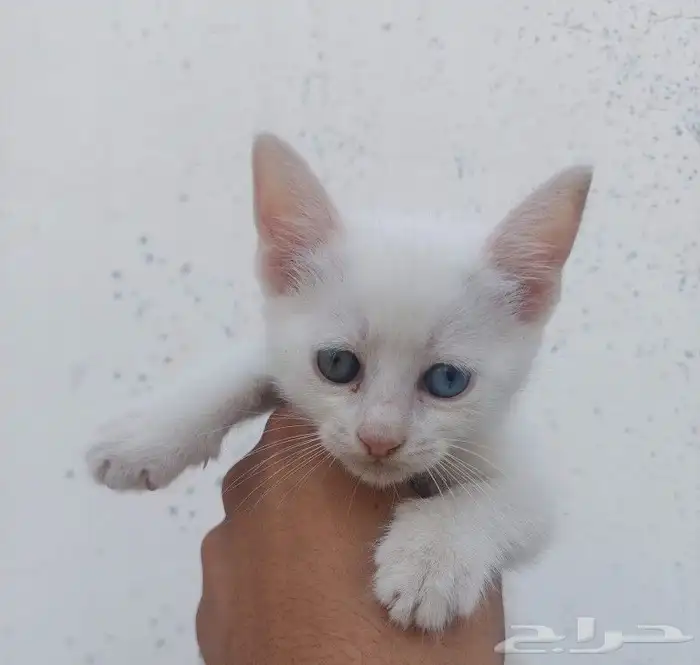 للبيع بستين 200والابيض علي300عيونها لونين ممي 2