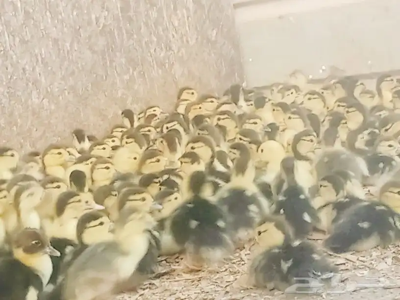 صوص بط بلدى الجموم عسفان 4
