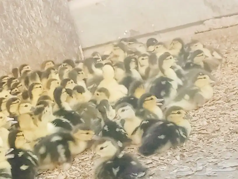 صوص بط بلدى الجموم عسفان 3