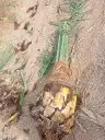نخل صقعي مجدول عجوه صفواي عنبر 6