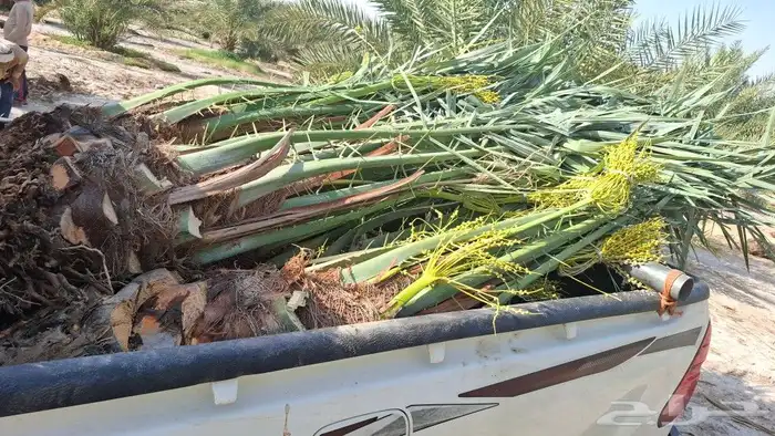 النخل البيع متواجدين في حفر الباطن خلاص وسكري برحي 6