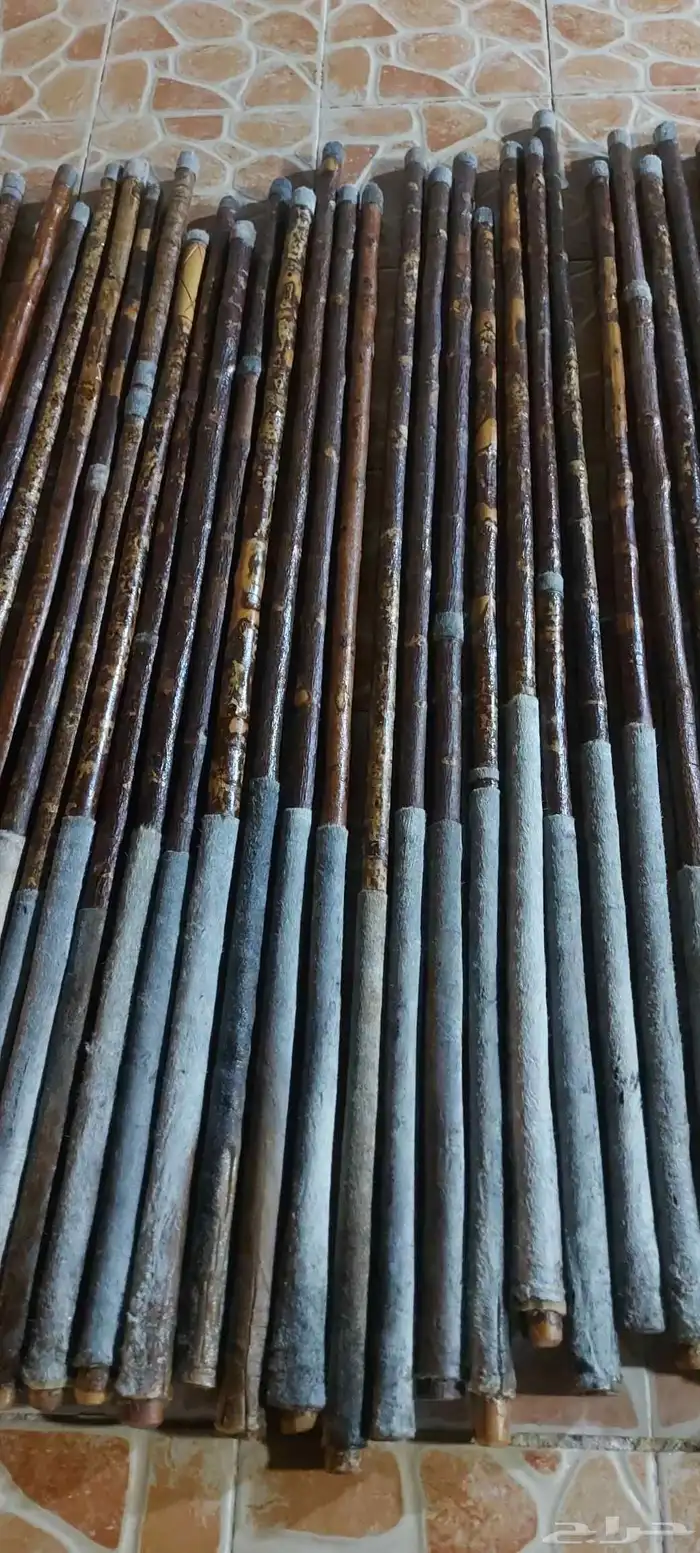 عصي مزمار عصي لوز وعصي بومب وعصي قصب جاهزه مسقيه ومجلبه جاد 12