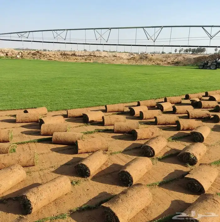 ثيل سي 2000 للبيع من مزارعنا في الخرج توريد لكافة مناطق ال 1