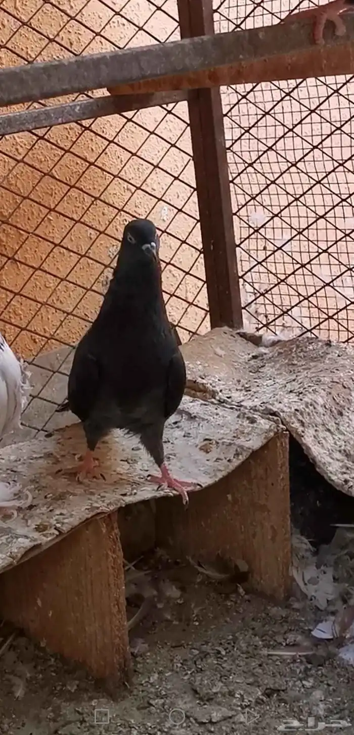 2 ذكور باكستاني رام اسود صك جاهزين 3