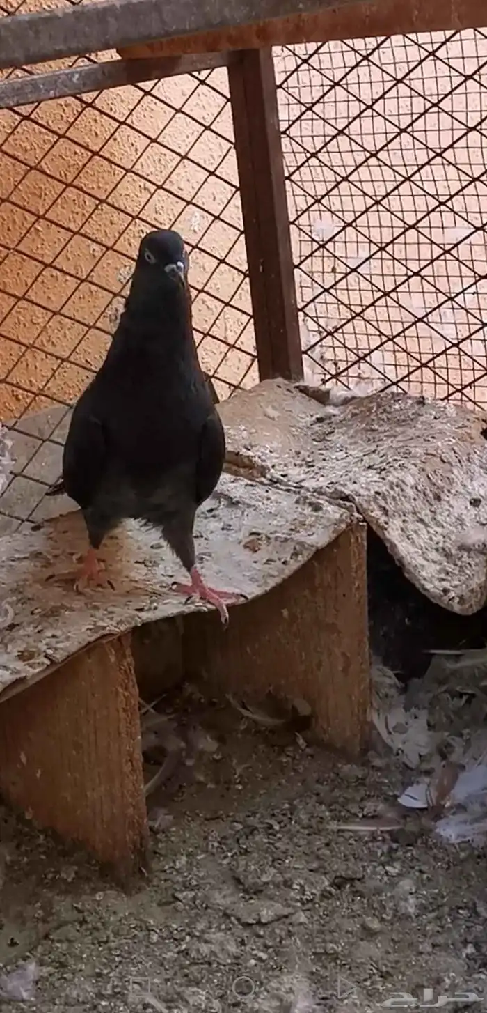 2 ذكور باكستاني رام اسود صك جاهزين 1