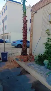 ابو ناصر لتوريد النخيل العربي وواشنطن 0