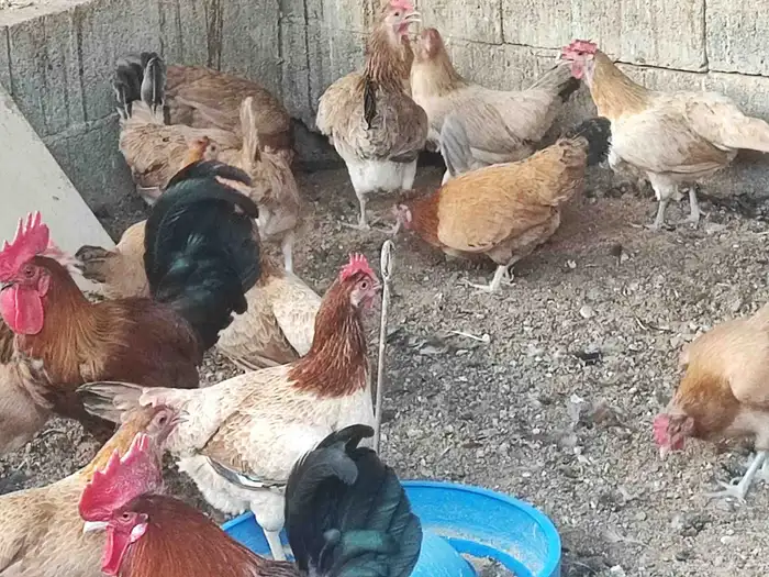 بيض بلدي مائده أو فقاسه 3
