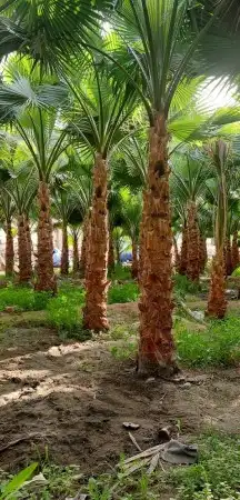 يوجد لدينا نخل عربي ونخل وشنطني وزيتون 0