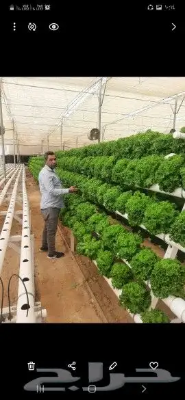 مهندس زراعى خببير في البيوت المحميه والمكشوف 0