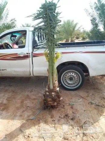 نخل للبيع الرياض القصيم 4