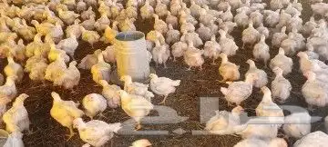 مشرف ومربي دجاج خبره اكثر من عشر سنين ابحث عن عمل 5