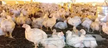 مشرف ومربي دجاج خبره اكثر من عشر سنين ابحث عن عمل 0
