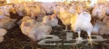 مشرف ومربي دجاج خبره اكثر من عشر سنين ابحث عن عمل 4