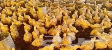 مشرف ومربي دجاج خبره اكثر من عشر سنين ابحث عن عمل 3