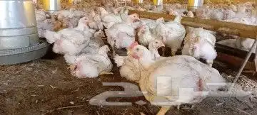 مشرف ومربي دجاج خبره اكثر من عشر سنين ابحث عن عمل 1