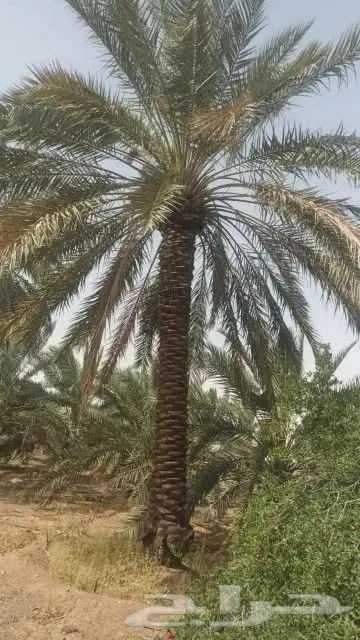 نخيل مجذر ونخيل فسئل وجثايث 2