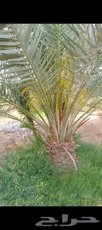 نخل للبيع الرياض القصيم 1