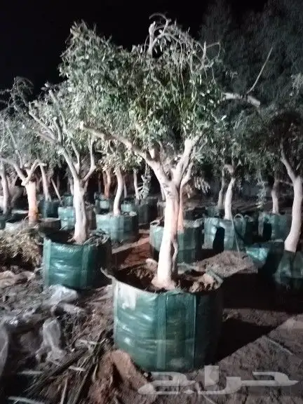مقاول نخيل وأشجار زيتون وتركيب الشبوك 9