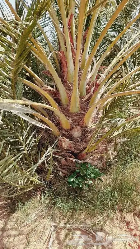 نقوم بتوريد جميع انواع النخيل وأشجار الزينه 8